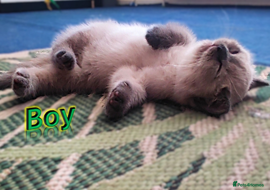 British Shorthair cats for sale: BSH Kittens Ready For New Homes Now - Image 16