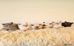 British Shorthair cats for sale: British Shorthair kittens  - Image 4