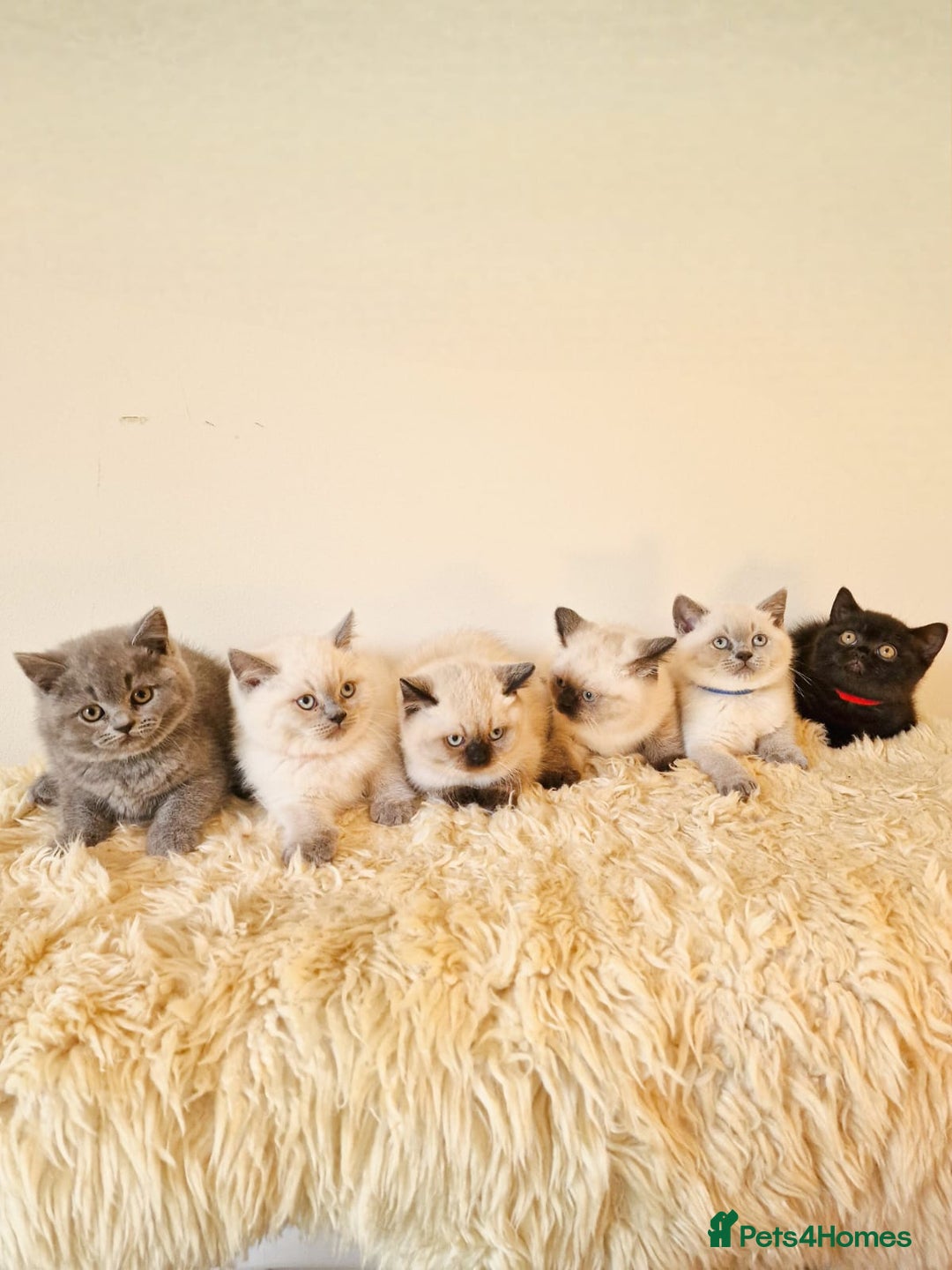 British Shorthair cats for sale: British Shorthair kittens  - Image 4