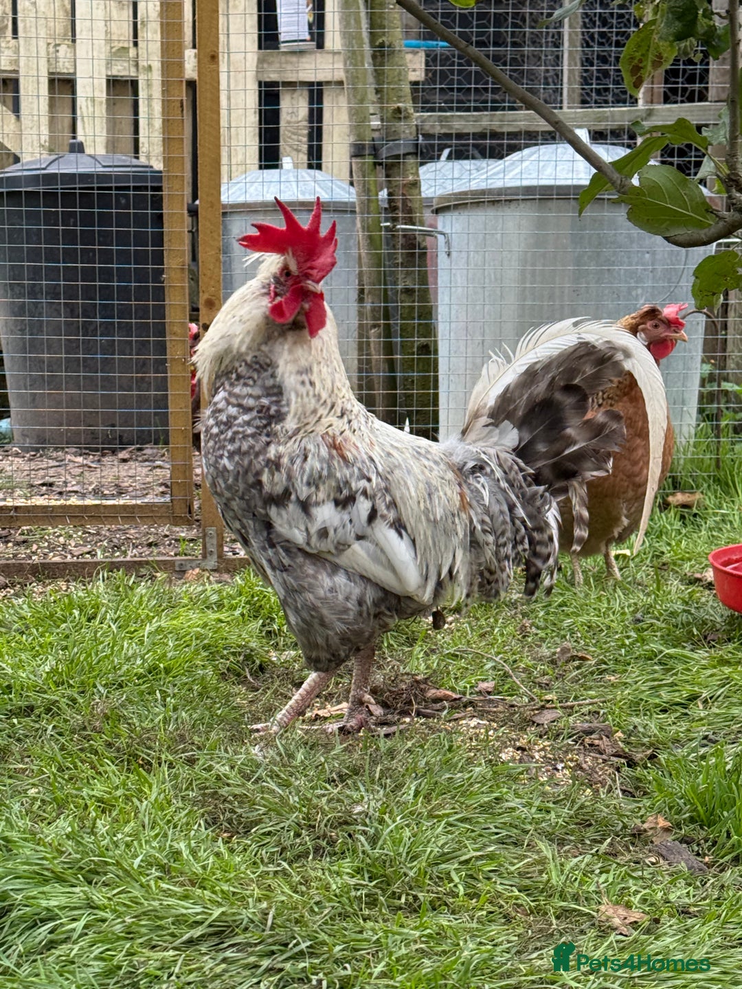 Chickens poultry for sale: Handsome Cockerel For sale - Advert 3