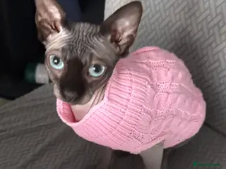 Sphynx cats Sphynx cat needing new home - Advert 9