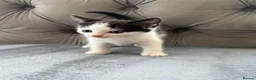 Mixed Breed cats for sale: Beautiful kittens  - Advert 6