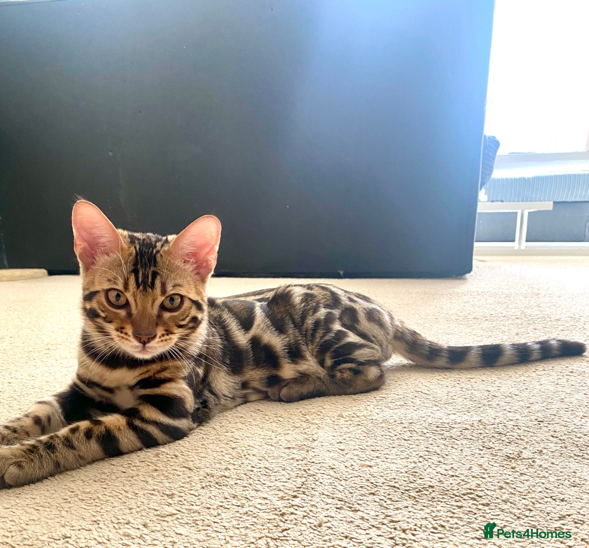 Bengal cats ✨✨ ONLY 2 BOYS LEFT 😻😻✨ - Advert 2