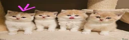 British Shorthair cats for sale: Cream & White Boy - Advert 8