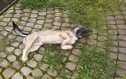 Mixed Breed dogs for adoption: 💙🐶 KAI 🐶💙 - Image 3