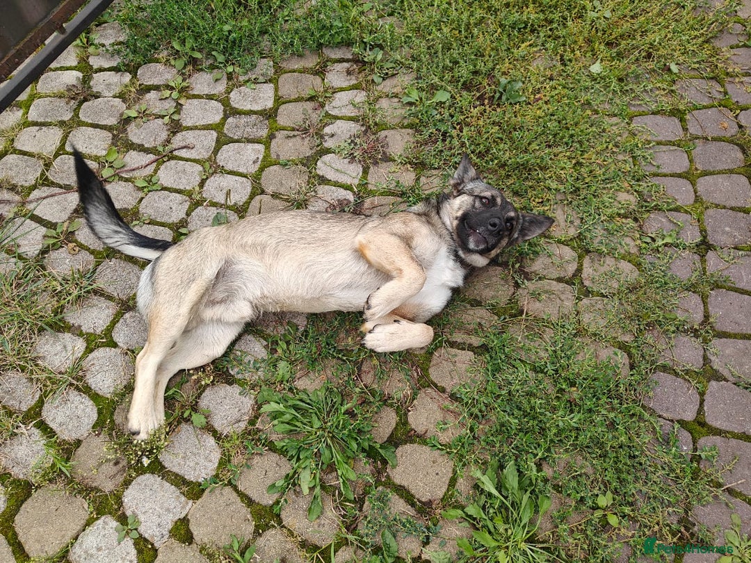 Mixed Breed dogs for adoption: 💙🐶 KAI 🐶💙 - Image 3