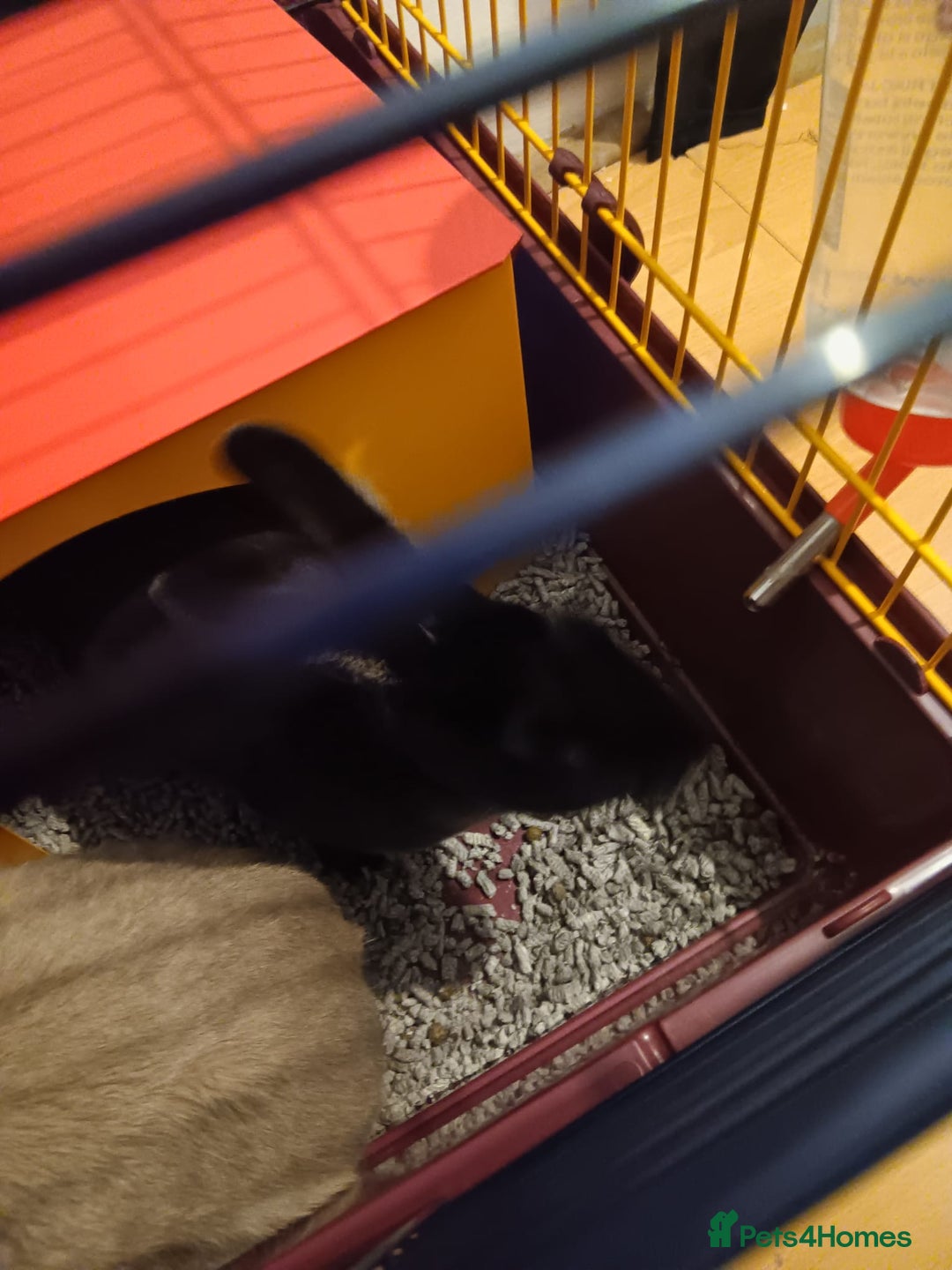 Mini Lop rabbits for sale: 2 Female Rabbits  - Advert 8