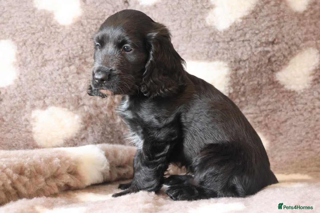 Cocker Spaniel dogs for sale: LAST BLACK COCKER SPANIEL BOY REDUCED - Image 2