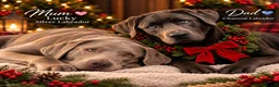 Labrador Retriever dogs for sale:  KC REGISTERED SILVER & CHARCOAL LABR RETRIEVER   - Advert 2