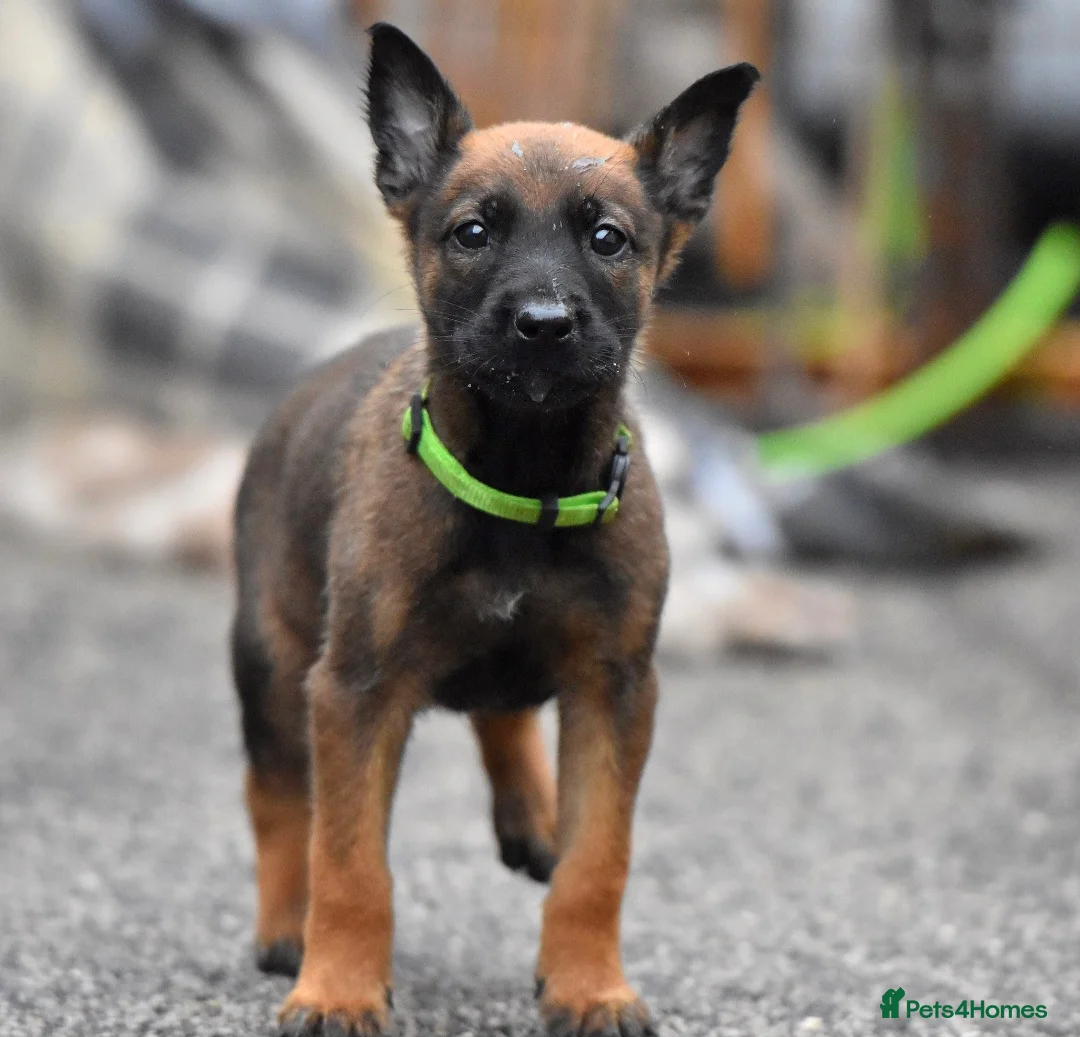 Belgian Shepherd Dog dogs for sale: Exclusive bloodlines  - Advert 5