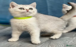 British Shorthair cats for sale: British shorthair golden, silver TICA - Image 16
