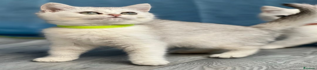 British Shorthair Kitten 7
