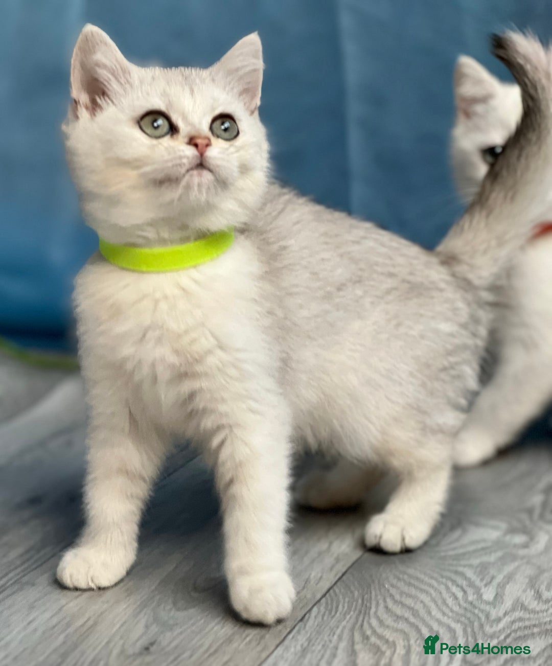 British Shorthair cats for sale: British shorthair golden, silver TICA - Image 16