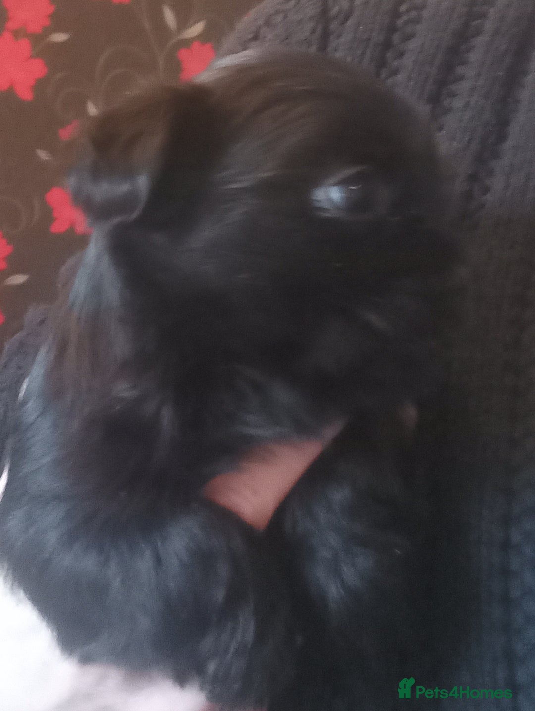 Shorkie dogs for sale: Beautiful shorkie babies  - Advert 18