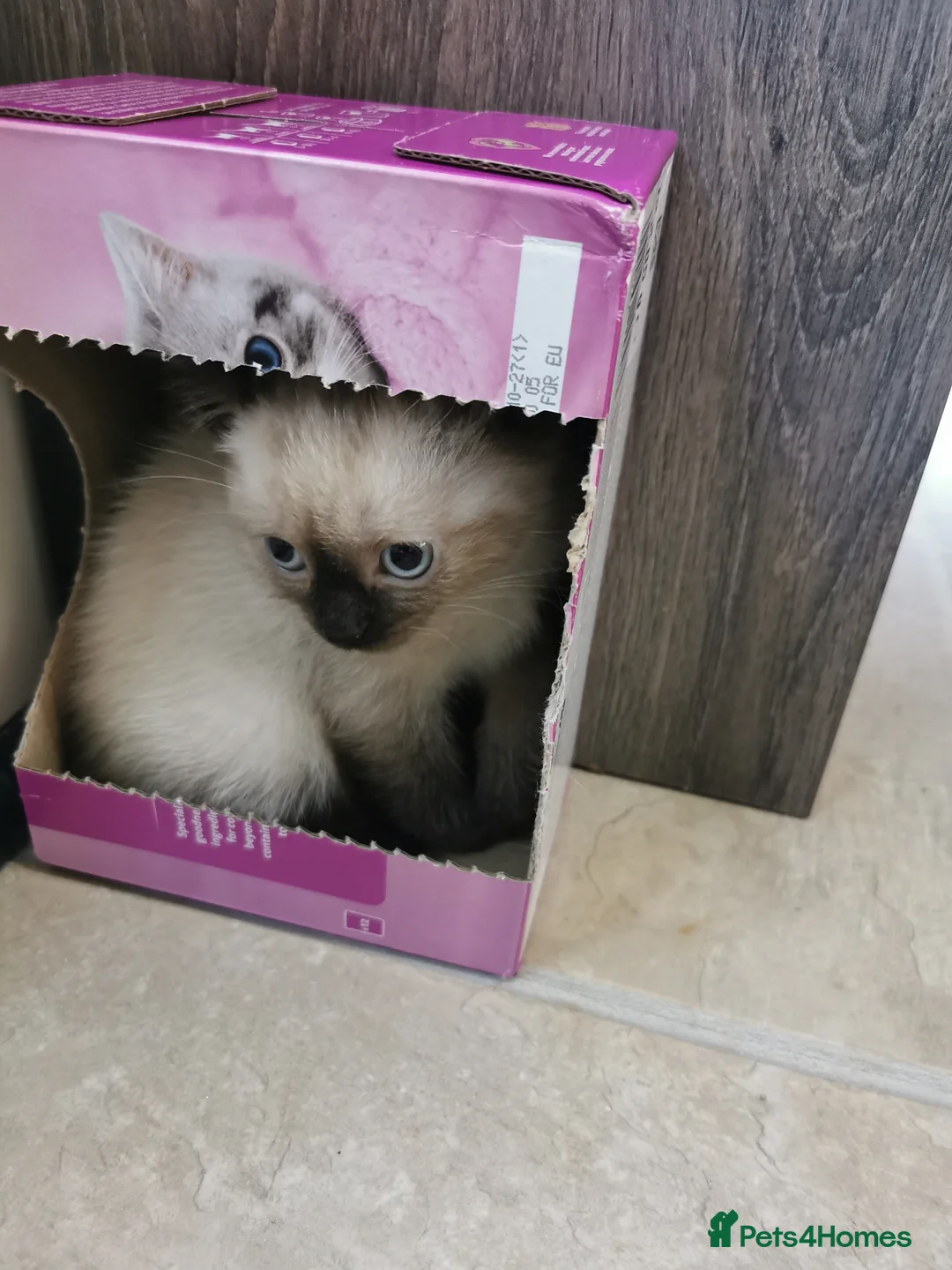 Mixed Breed cats for sale: RAGDOLL/BSHG KITTENS - Advert 3