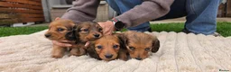 Miniature Dachshund dogs for sale: Miniature longhaired dachshund shaded cream girls in Cambridge - Advert 3