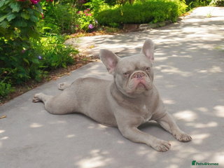 French Bulldog dogs in Burton-on-Trent - Advert 36