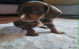 Mixed Breed dogs for sale: Dachschund x doxipoo puppies - Image 34