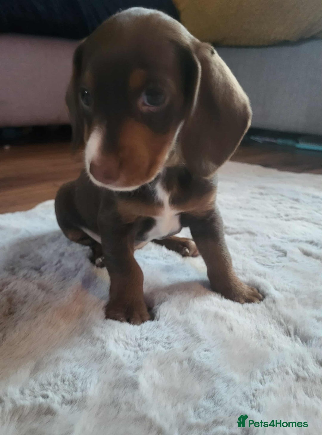 Mixed Breed dogs for sale: Dachschund x doxipoo puppies - Image 34