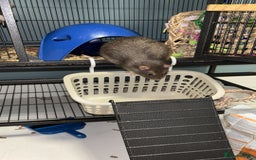 Rat rodents for sale: Four cute friendly brothers  - Advert 5