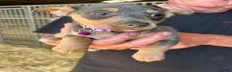 Jack Russell dogs for sale: Lilac Jack Russell Puppies  - Advert 6