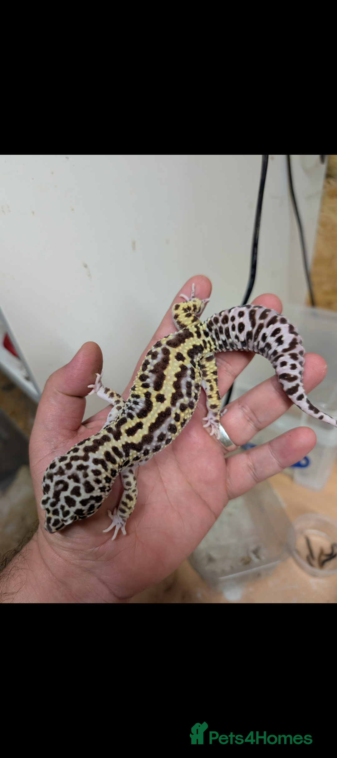 Leopard Gecko reptiles for sale: High end leopard geckos and red ackie monitor  - Image 7