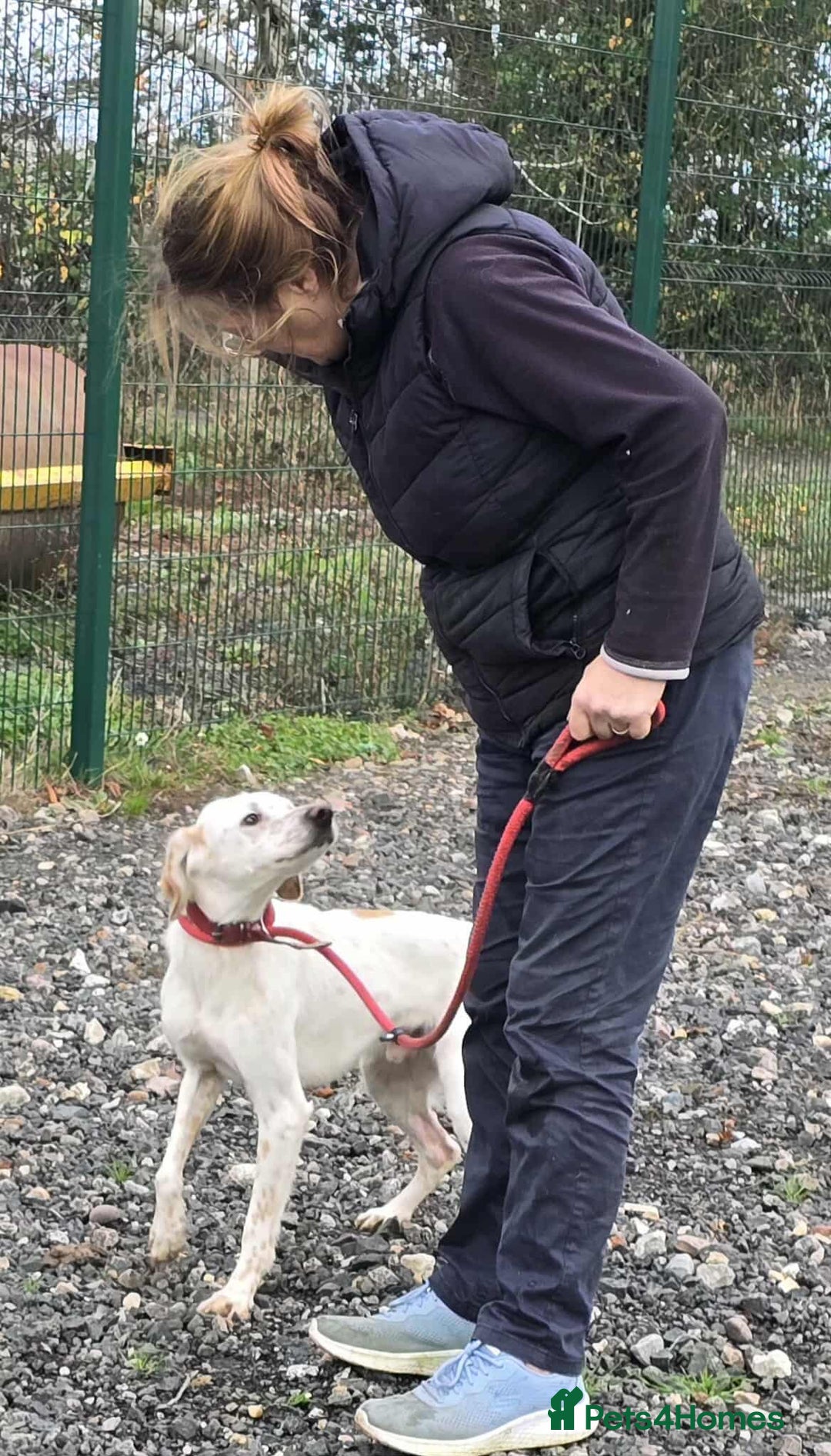 Mixed Breed dogs for adoption: JONNY - Image 2