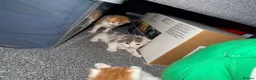 Mixed Breed cats for sale: 5 mixed colour kittens for sale - Advert 6