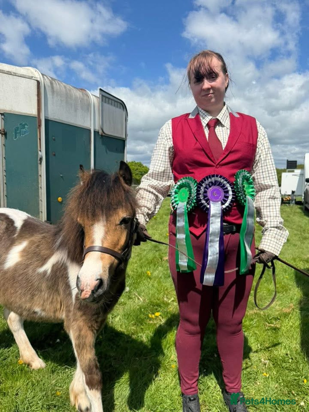 Welsh Section A horses for sale: Beautifully well marked Welsh P/B - Advert 10