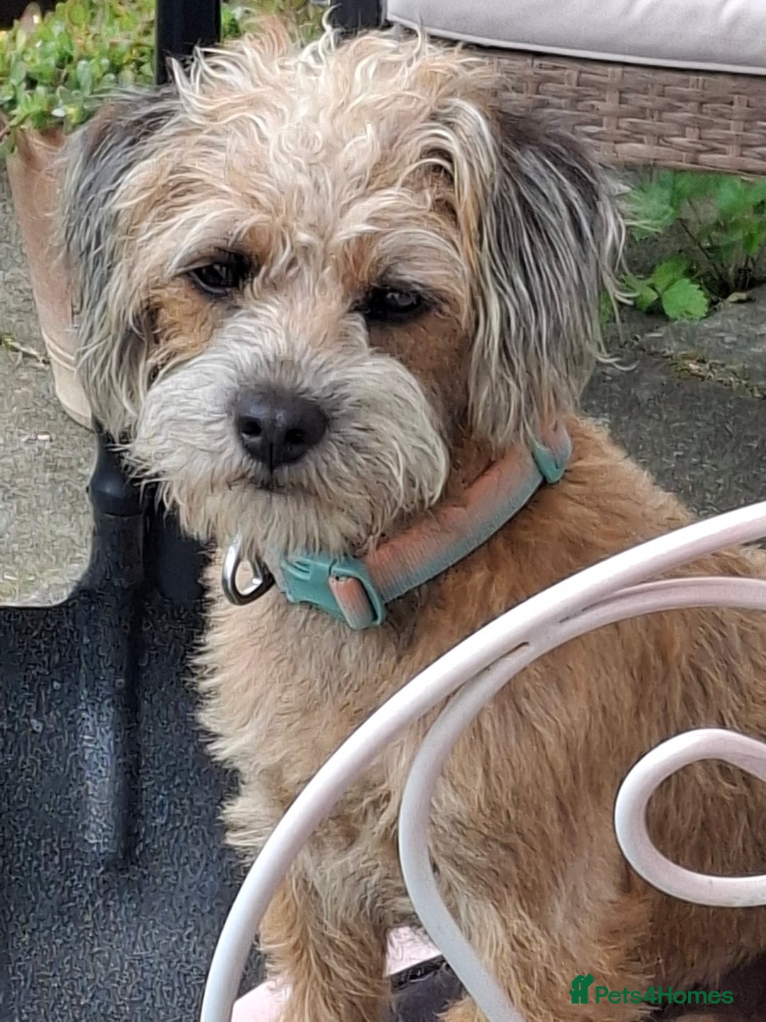 Mixed Breed dogs for sale: Alfie 1 year old male.  - Image 2