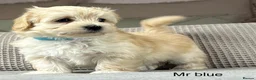 Maltipoo dogs for sale: A BEAUTIFUL ARRAY OF COLOURS AND LOVELINESS  - Advert 20