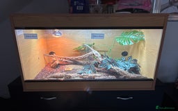 Bearded Dragon reptiles for sale: 2 male Rankins Dragon babies  - Advert 3