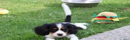 Cockapoo dogs for sale: Cockerlierpoo puppies for sale - Advert 24