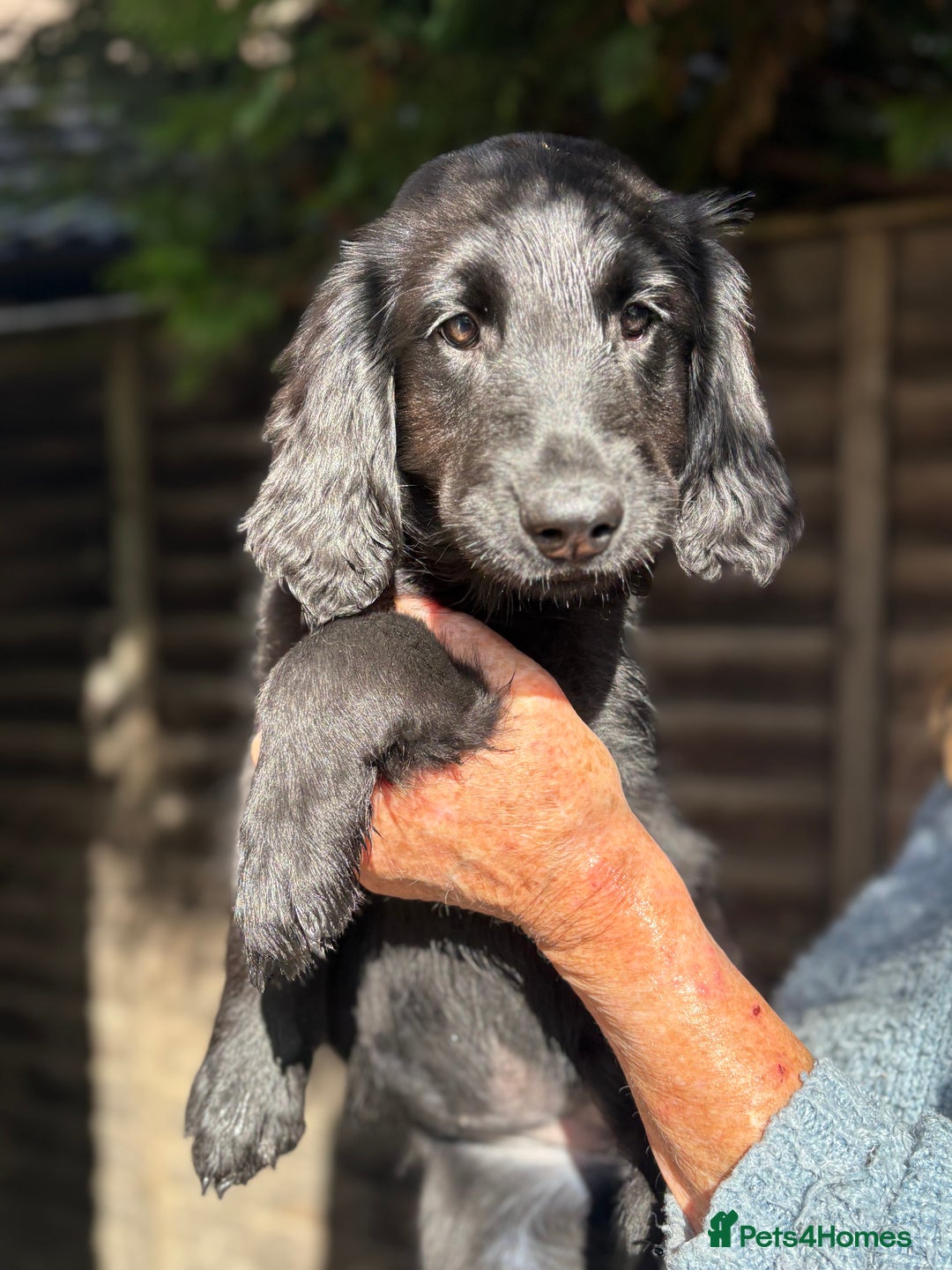 Flat coated Retriever dogs for sale: Flatcoated retriever puppies - Image 2
