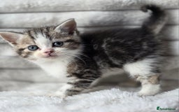British Shorthair cats for sale: Gorgeous British Short-hair cross Kittens  - Image 18