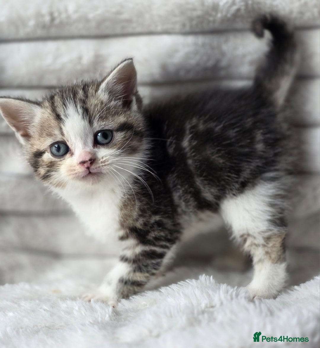 British Shorthair cats for sale: Gorgeous British Short-hair cross Kittens  - Image 18