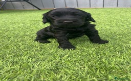 Cockapoo dogs for sale: Beautiful cockapoos - Image 6