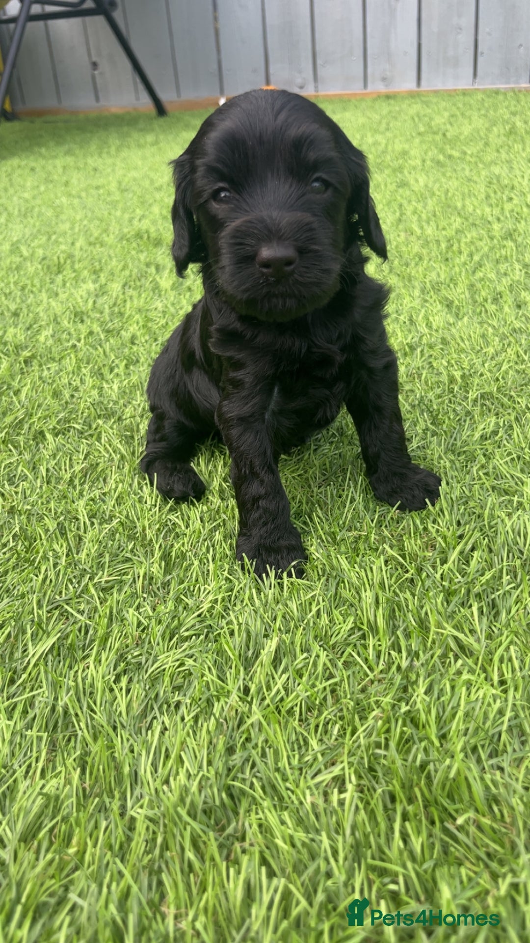 Cockapoo dogs for sale: Beautiful cockapoos - Image 6