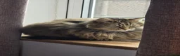 Mixed Breed cats for sale: Family of 2-3 Magical Long Hair Cats - Advert 10
