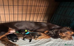 Mixed Breed dogs for sale: Adorable Cockerchons Fluffy, Low-Shed Wonders! - Image 40