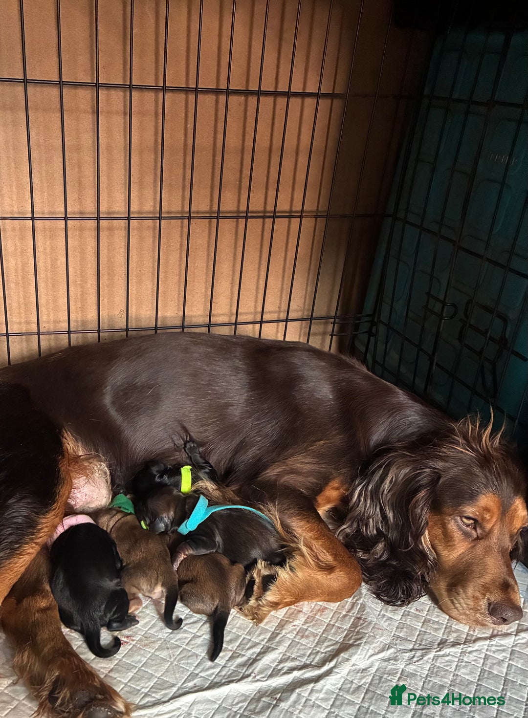 Mixed Breed dogs for sale: Adorable Cockerchons Fluffy, Low-Shed Wonders! - Image 40