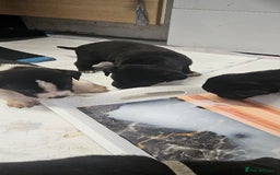 Mixed Breed dogs for sale: Huge American akita x cane corso pups - Advert 14