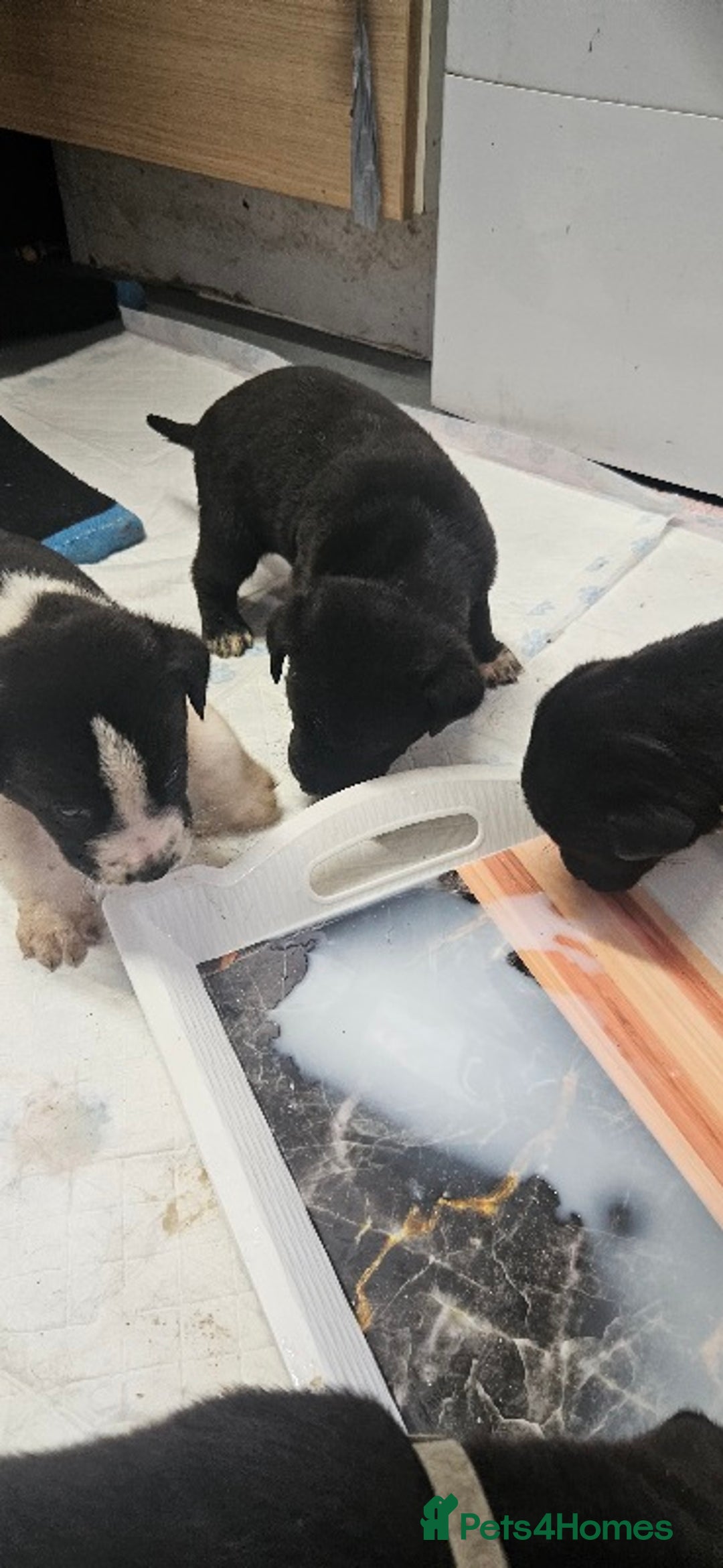 Mixed Breed dogs for sale: Huge American akita x cane corso pups - Advert 14