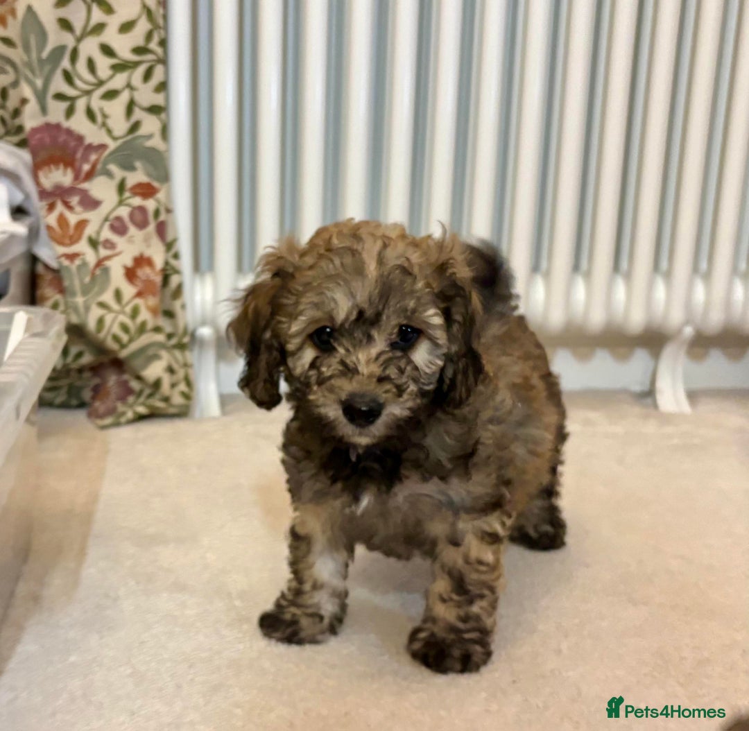 Poochon dogs for sale: Stunning Rare Phantom True Miniature Poochons - Advert 14