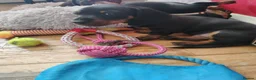 Miniature Dachshund dogs for sale: Beautiful home-reared Miniature Dachshund Puppies - Advert 25