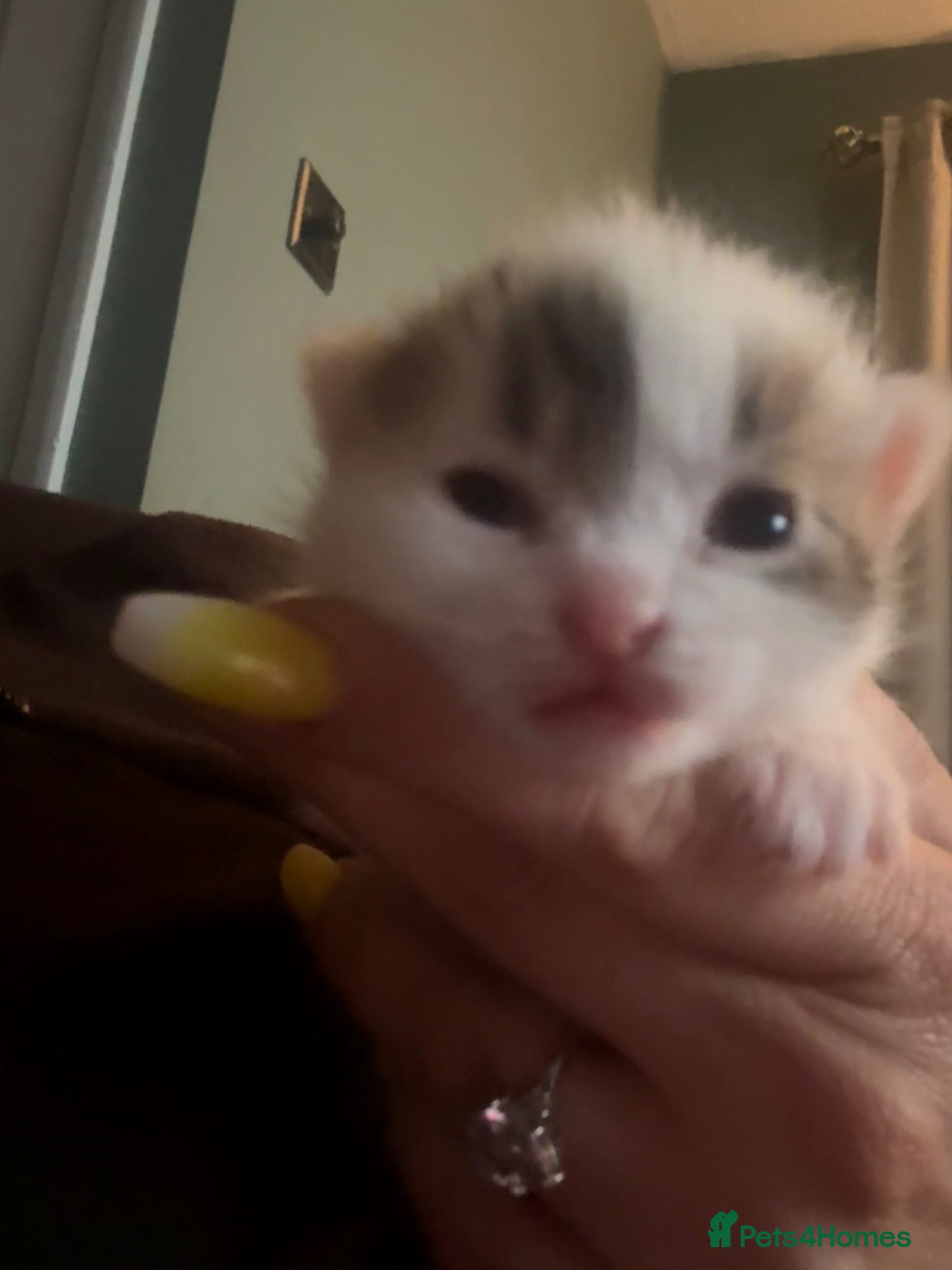 Mixed Breed cats 4 beautiful baby kittens - Advert 2