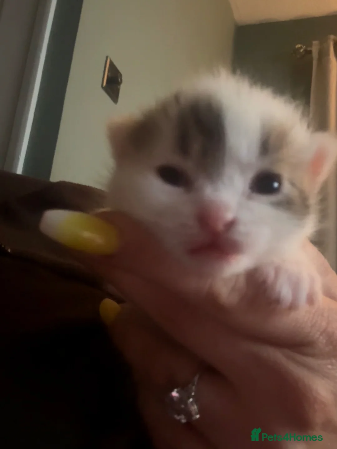 Mixed Breed cats for sale: 4 beautiful baby kittens - Advert 1