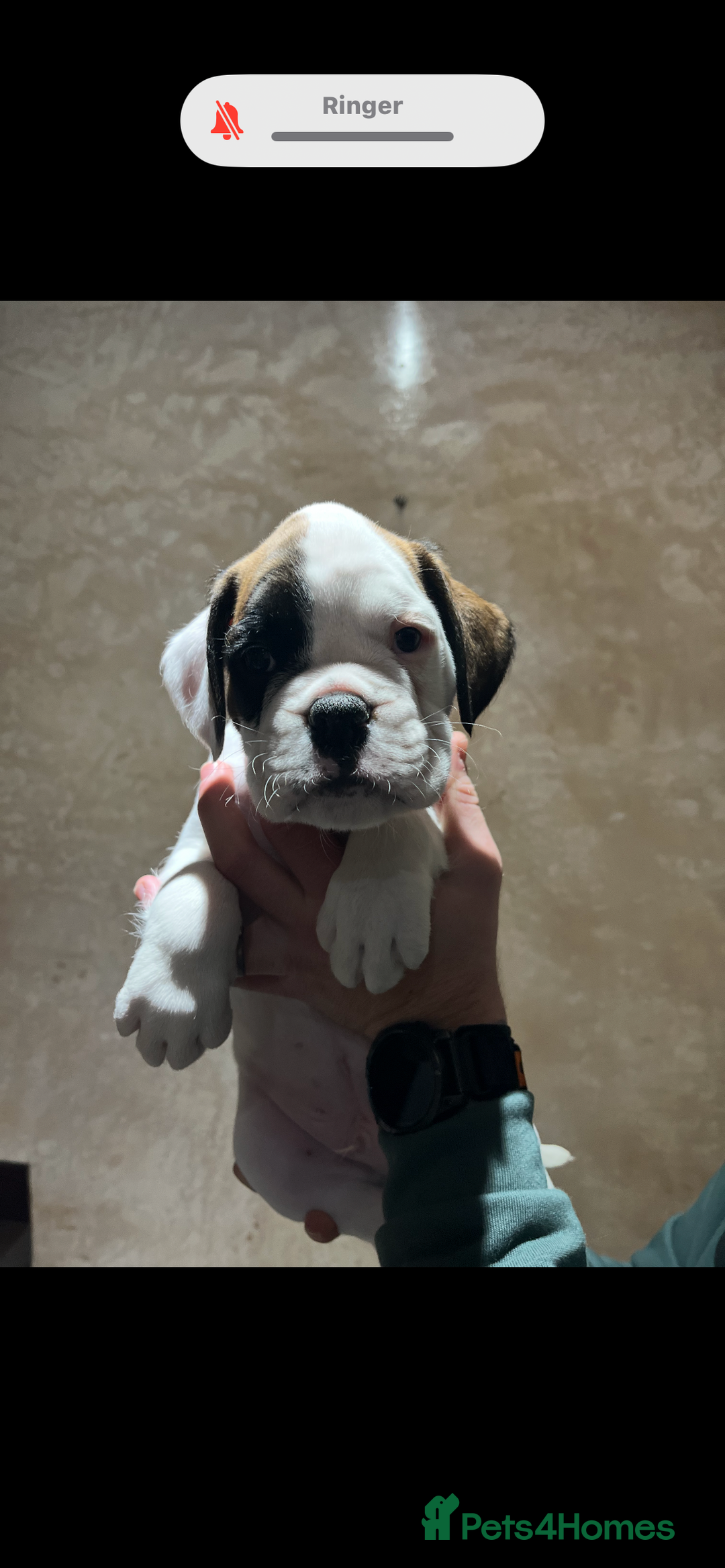 Boxer dogs for sale: Boxer puppies for sale  - Advert 6