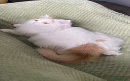 British Longhair cats for sale:  😻 BEAUTIFUL BLH 😻 2 boys READY TO LEAVE  in Milton Keynes - Image 14