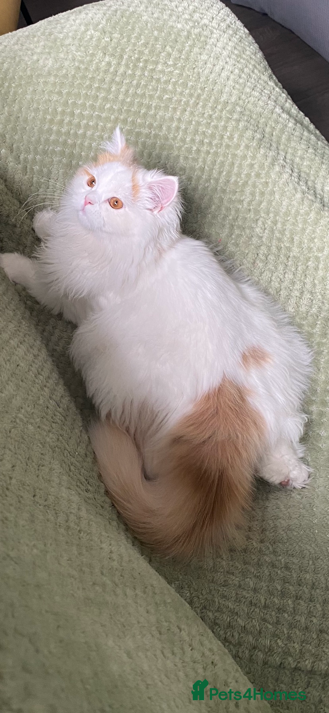 British Longhair cats for sale:  😻 BEAUTIFUL BLH 😻 2 boys READY TO LEAVE  in Milton Keynes - Image 14